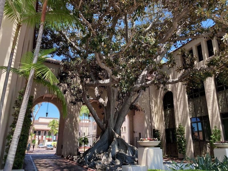 Moreton Bay Fig Tree image. Click for full size.