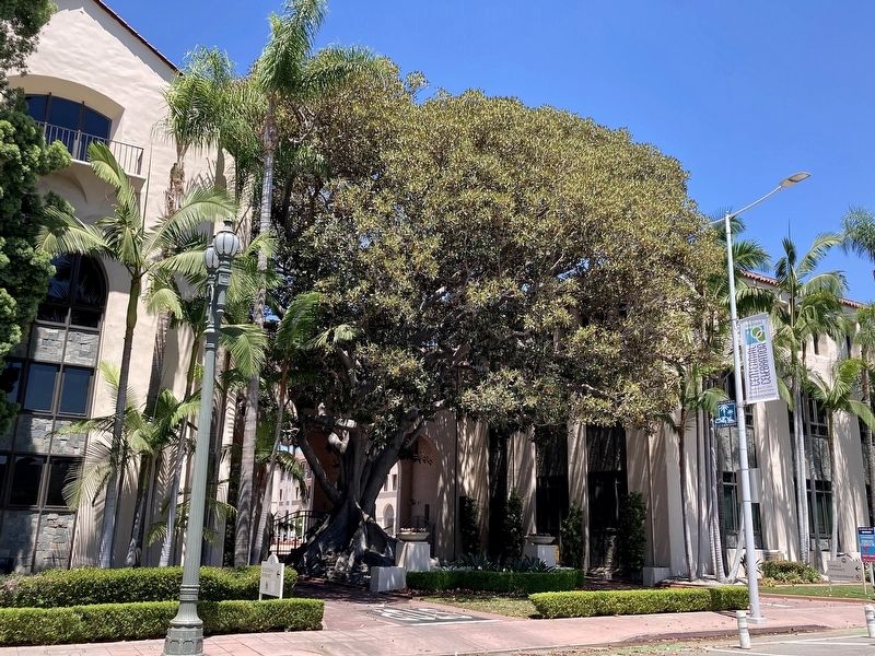 Moreton Bay Fig Tree image. Click for full size.