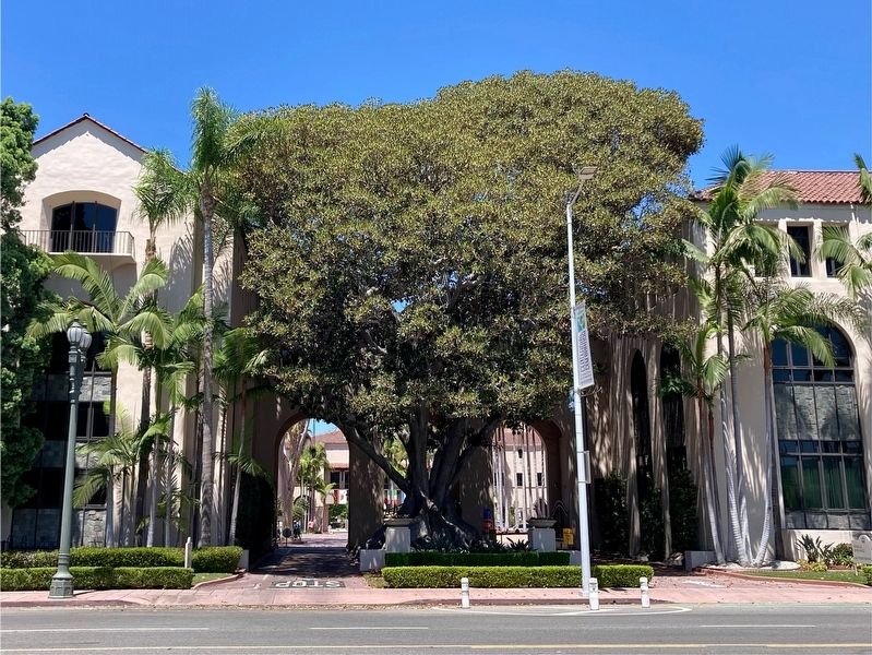 Moreton Bay Fig Tree image. Click for full size.