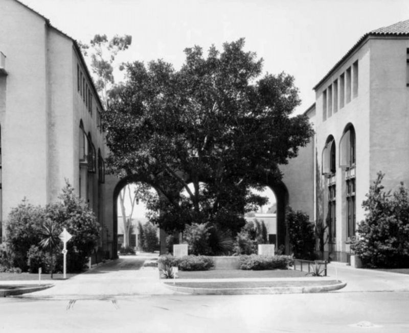 Moreton Bay Fig Tree image. Click for full size.