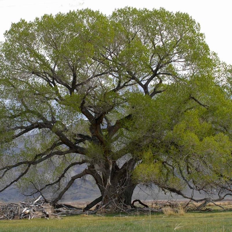 Cottonwood Tree. Click for full size. Cottonwood Tree image. Click for full size.