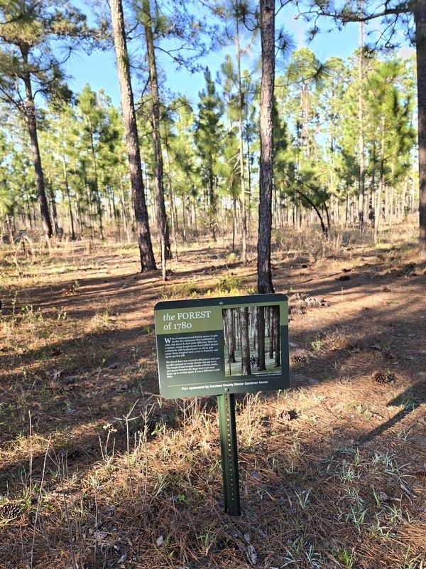 Marker in the pine forest along a trail loop near the parking area off Flat Rock Road. Click for full size. Marker in the pine forest along a trail loop near the parking area off Flat Rock Road image. Click for full size.