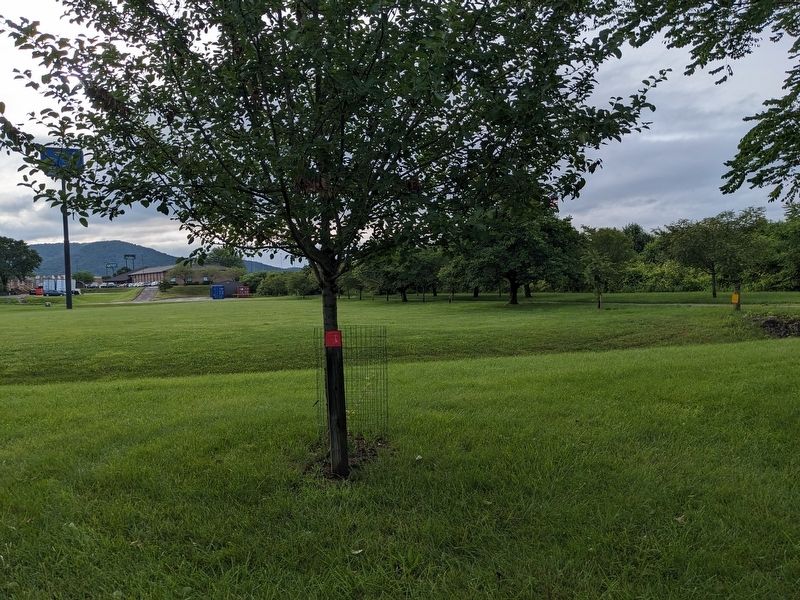 Apple Tree Marker. Click for full size. Apple Tree Marker image. Click for full size.
