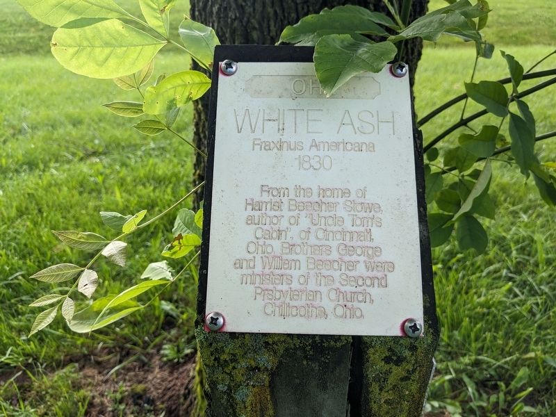 White Ash Marker. Click for full size. White Ash Marker image. Click for full size.