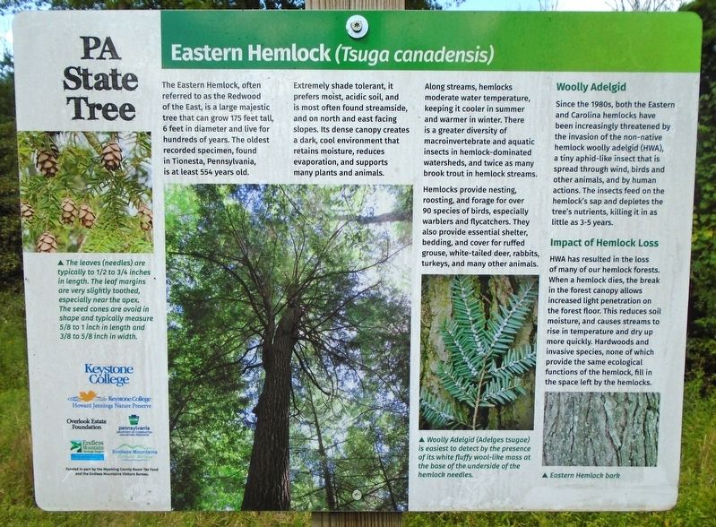Eastern Hemlock (<i>Tsuga canadensis</i>) Marker image. Click for full size.