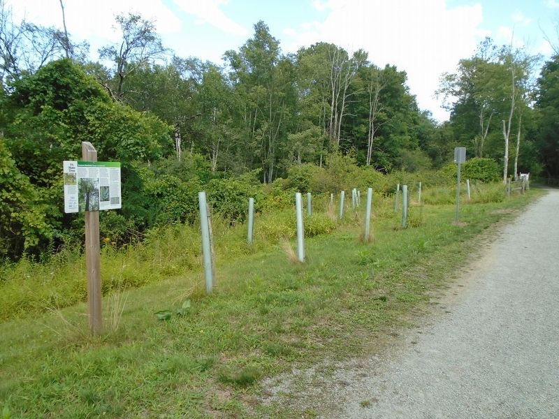 Eastern Hemlock (<i>Tsuga canadensis</i>) Marker image. Click for full size.
