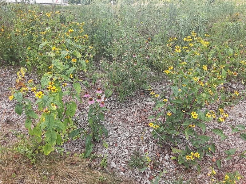 West Virginia Native Pollinator Plants. Click for full size. West Virginia Native Pollinator Plants image. Click for full size.