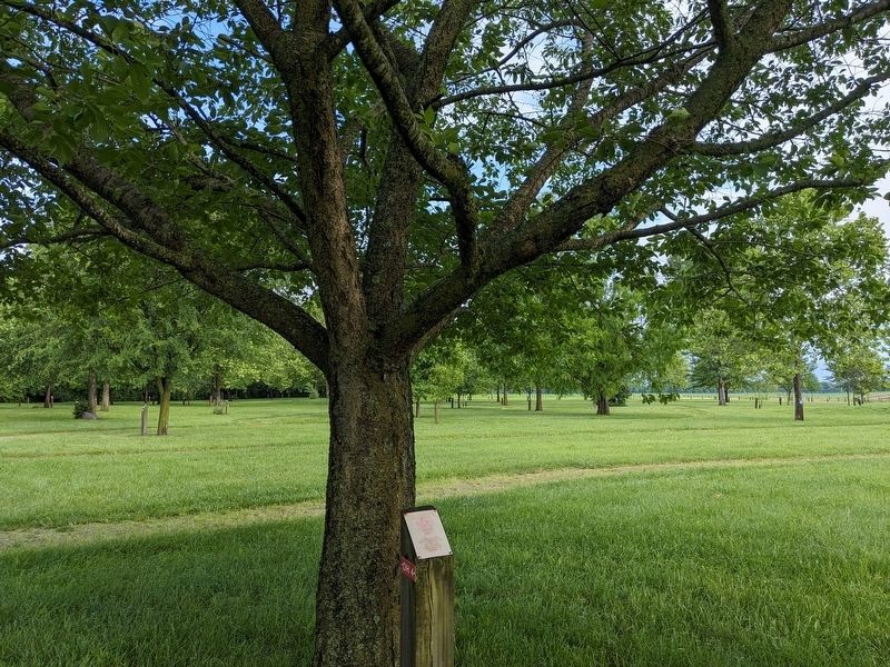 Japanese Cherry Marker. Click for full size. Japanese Cherry Marker image. Click for full size.