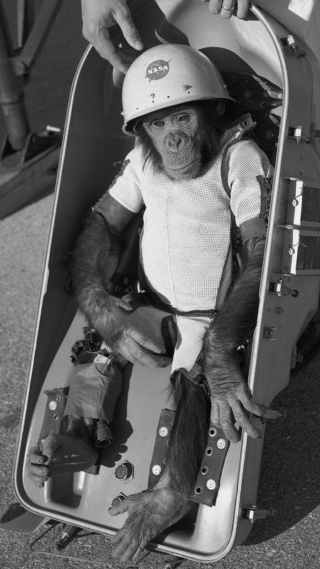 Ham the chimp image. Click for full size.