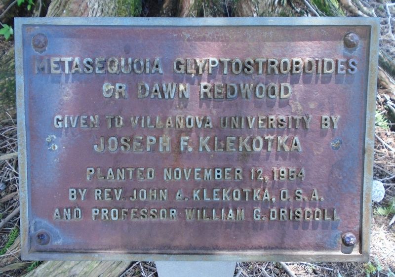 Metasequoia Glyptostroboides or Dawn Redwood Marker. Click for full size. Metasequoia Glyptostroboides or Dawn Redwood Marker image. Click for full size.