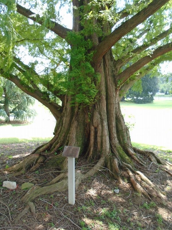 Metasequoia Glyptostroboides or Dawn Redwood and Marker. Click for full size. Metasequoia Glyptostroboides or Dawn Redwood and Marker image. Click for full size.