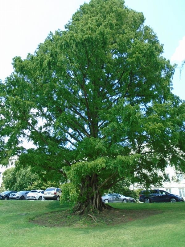 Metasequoia Glyptostroboides or Dawn Redwood. Click for full size. Metasequoia Glyptostroboides or Dawn Redwood image. Click for full size.