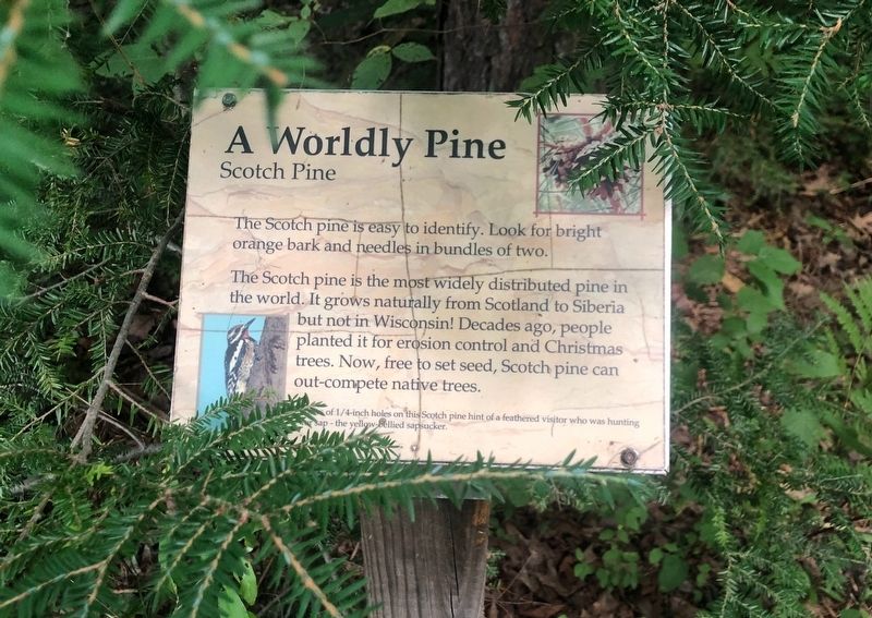 A Worldly Pine Marker. Click for full size. A Worldly Pine Marker image. Click for full size.