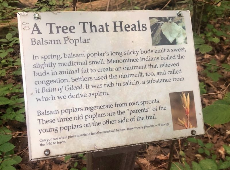 A Tree That Heals Marker. Click for full size. A Tree That Heals Marker image. Click for full size.