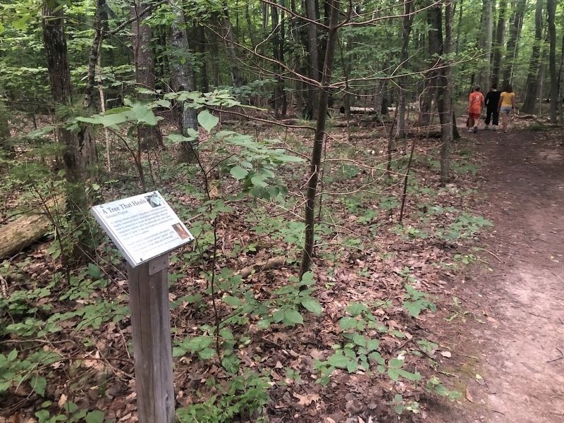 A Tree That Heals Marker. Click for full size. A Tree That Heals Marker image. Click for full size.