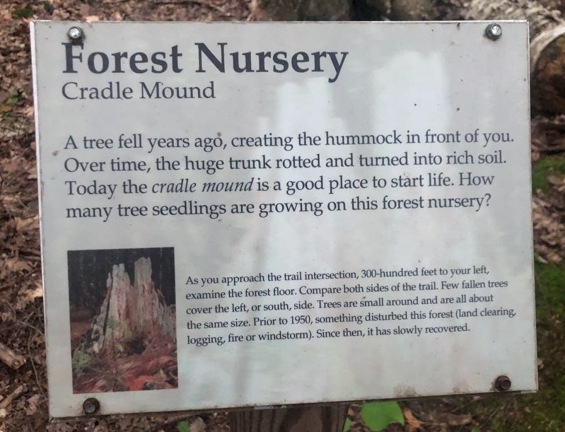 Forest Nursery Marker image. Click for full size.