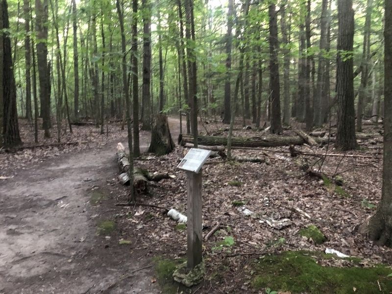 Forest Nursery Marker image. Click for full size.