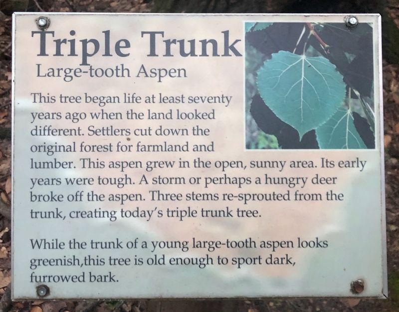 Triple Trunk Marker. Click for full size. Triple Trunk Marker image. Click for full size.