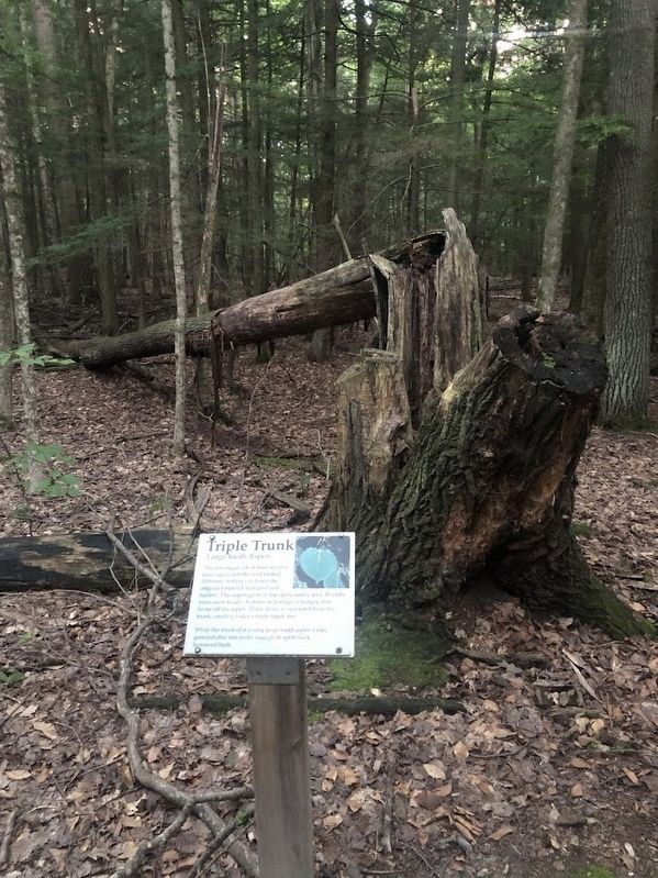 Triple Trunk Marker. Click for full size. Triple Trunk Marker image. Click for full size.