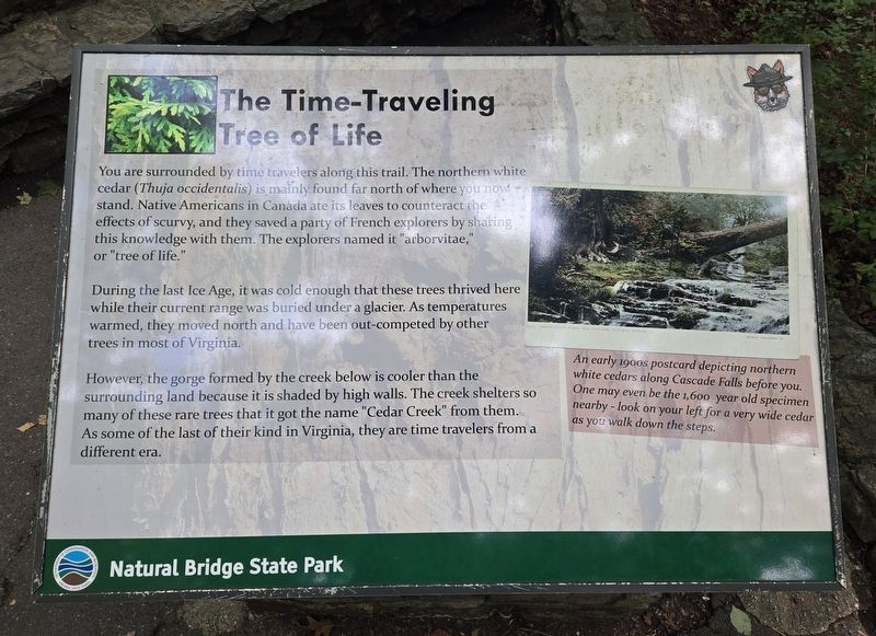 The Time-Traveling Tree of Life Marker. Click for full size. The Time-Traveling Tree of Life Marker image. Click for full size.