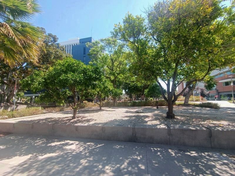 The First Valencia Orchard in California image. Click for full size.
