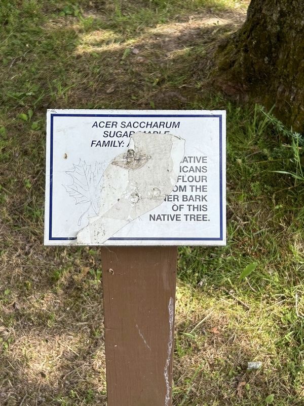 Acer Saccharum Marker. Click for full size. Acer Saccharum Marker image. Click for full size.