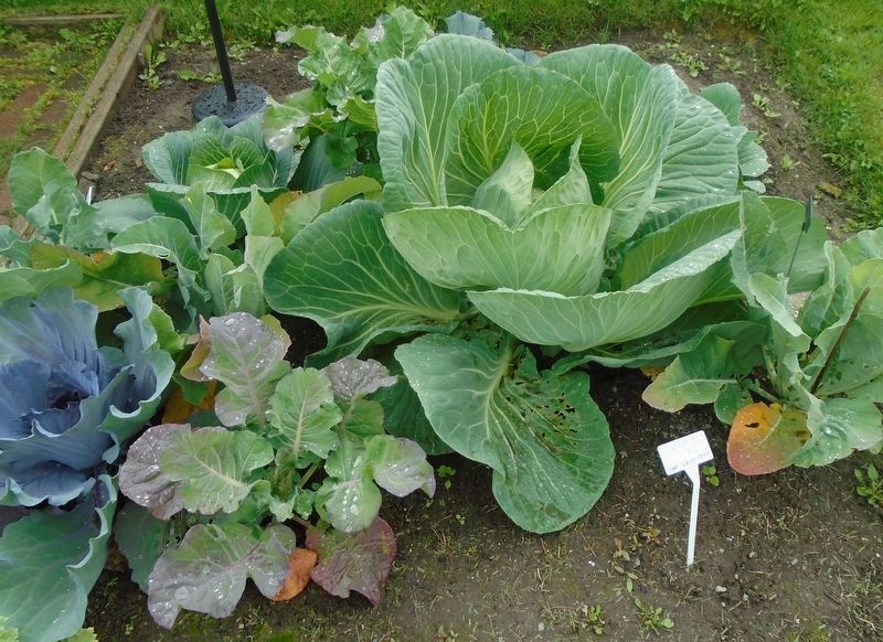 Giant Cabbage in the Cabbage Patch. Click for full size. Giant Cabbage in the Cabbage Patch image. Click for full size.
