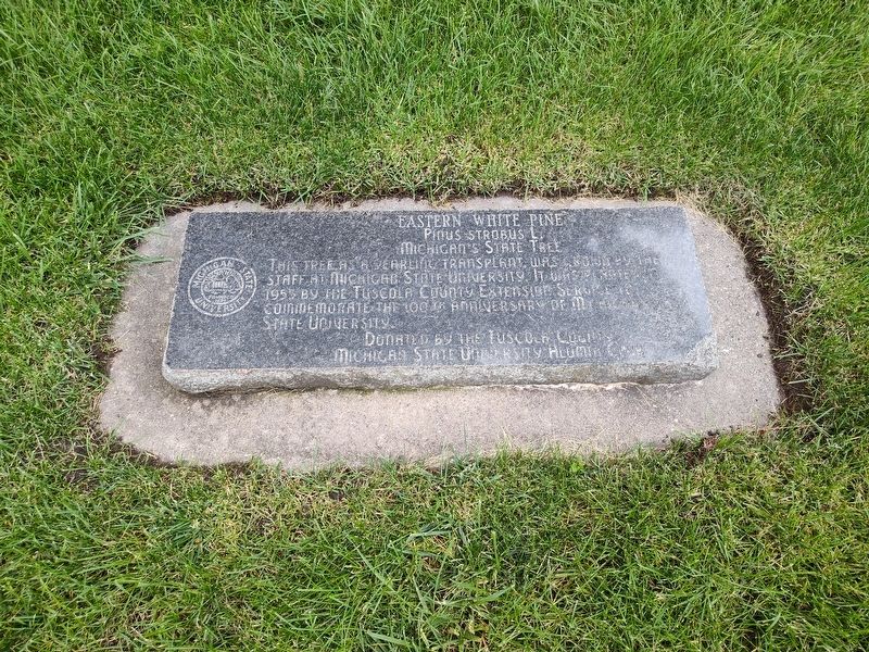 Eastern White Pine Marker. Click for full size. Eastern White Pine Marker image. Click for full size.