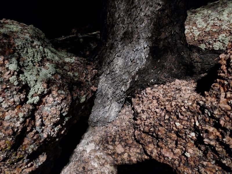 Closeup of the tree trunk growing out of the rock. Click for full size. Closeup of the tree trunk growing out of the rock image. Click for full size.