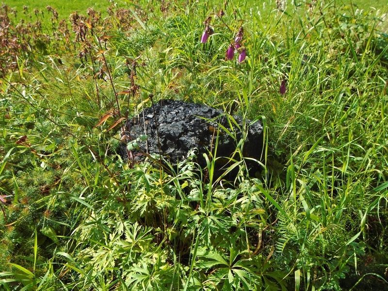 Walt Myar Memorial Garden Plants. Click for full size. Walt Myar Memorial Garden Plants image. Click for full size.