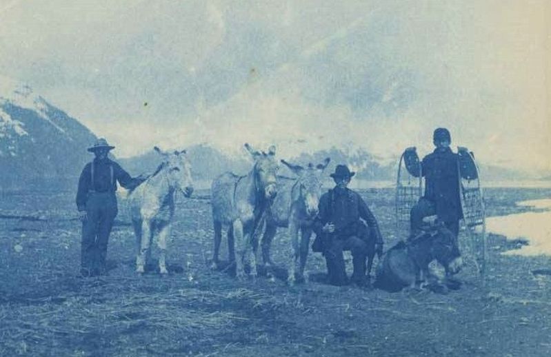 Members of Expedition No. 3 with mules and a dog, 1898. Click for full size. Members of Expedition No. 3 with mules and a dog, 1898 image. Click for full size.