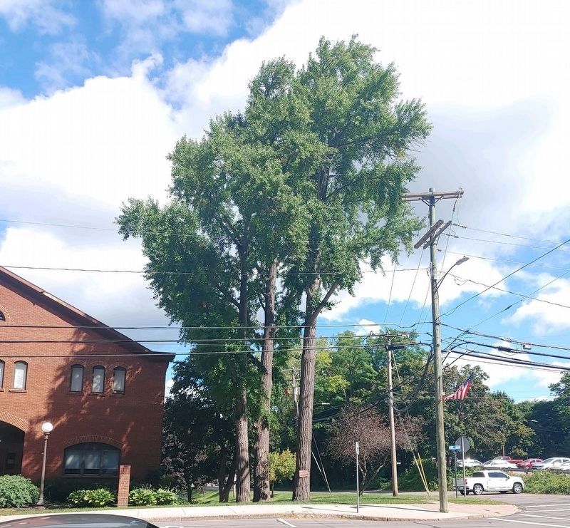 Ginkgo Grove Marker image. Click for full size.