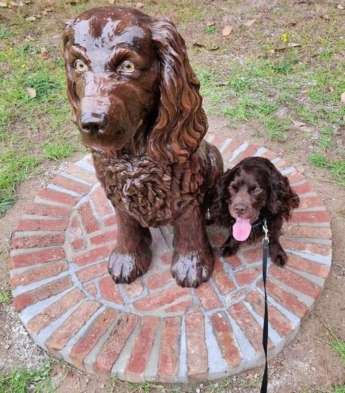 Boykin Spaniel image. Click for full size.