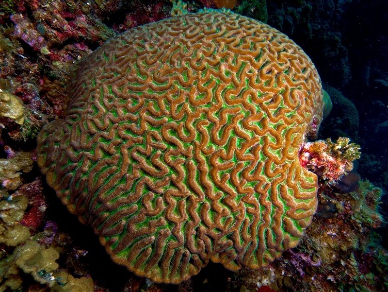 Coral. Click for full size. Coral image. Click for full size.
