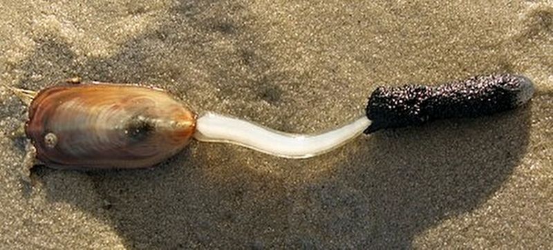 <Brachiopoda. Click for full size. <Brachiopoda image. Click for full size.