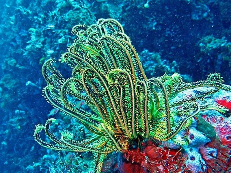 Crinoid. Click for full size. Crinoid image. Click for full size.