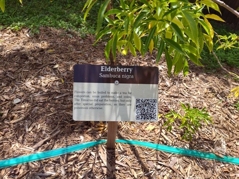 Elderberry Marker. Click for full size. Elderberry Marker image. Click for full size.
