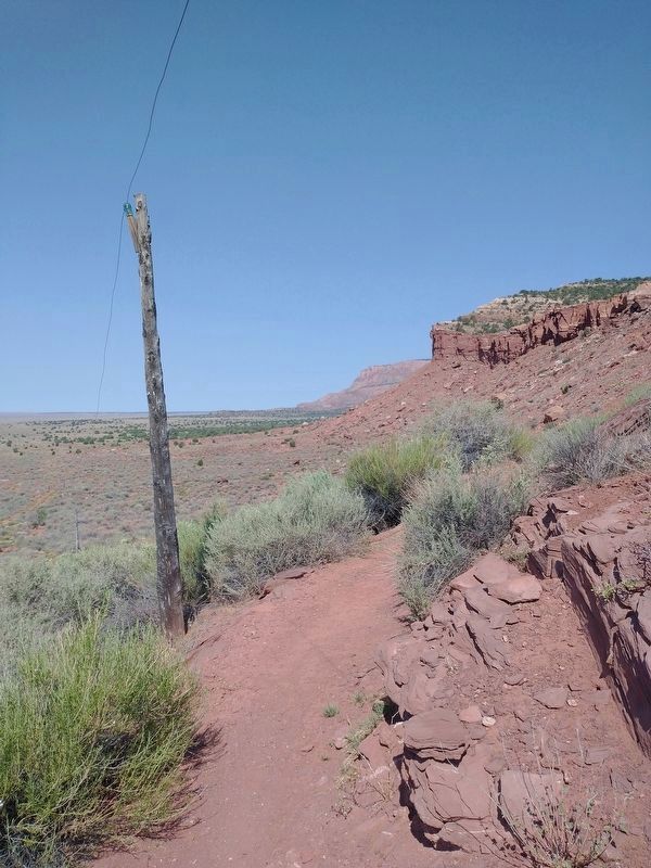 Juniper Telegraph Pole. Click for full size. Juniper Telegraph Pole image. Click for full size.
