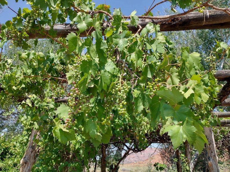 Grape vines at Pipe Spring National Monument image. Click for full size.