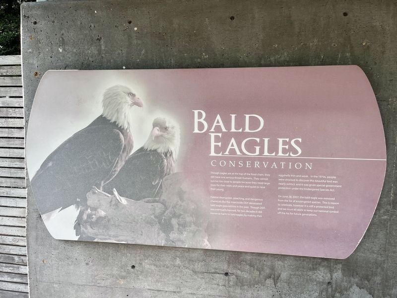 Bald Eagles Marker image. Click for full size.