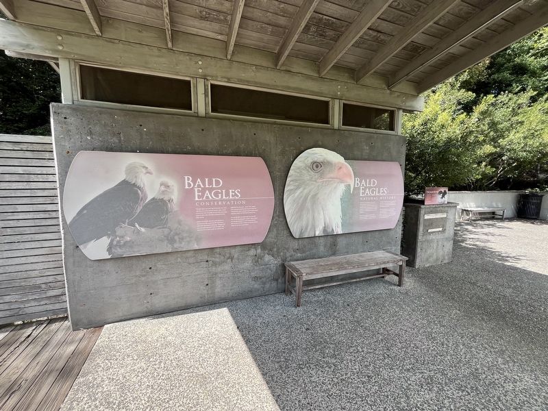 Bald Eagles Marker image. Click for full size.