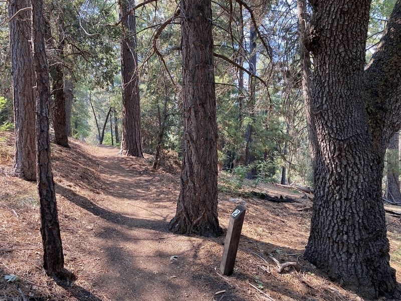 Whispering Pines Trail image. Click for full size.