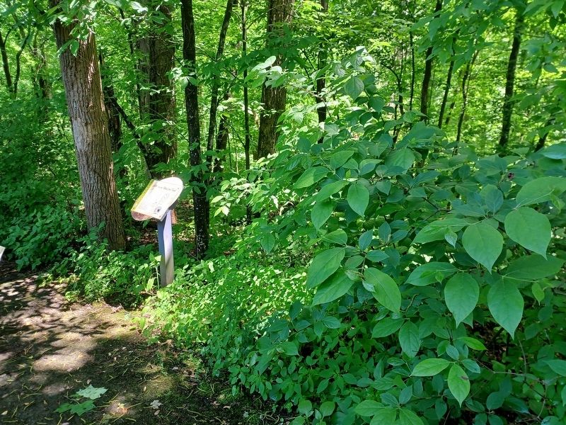 H.P. Ijams Bird Nest Trail Marker image. Click for full size.