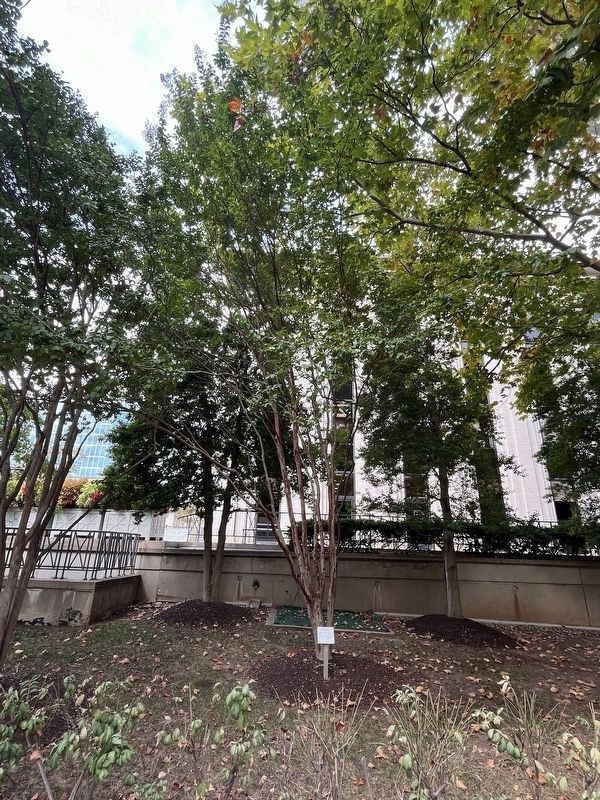 The Memorial Tree. Click for full size. The Memorial Tree image. Click for full size.