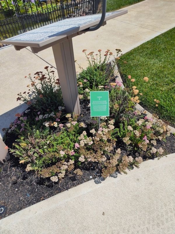 Yarrow Marker. Click for full size. Yarrow Marker image. Click for full size.