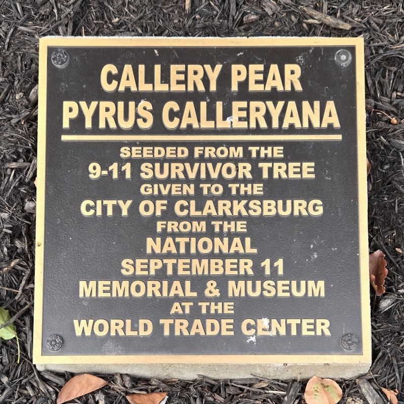 Callery Pear Marker image. Click for full size.