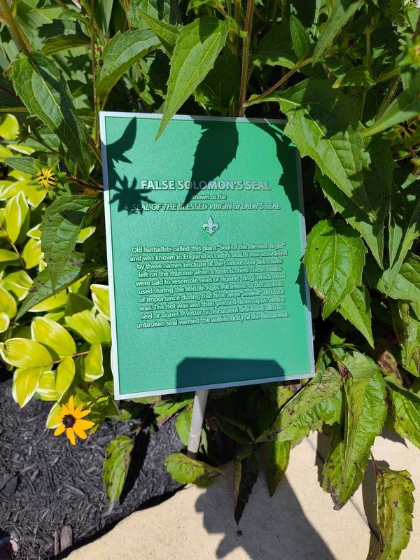 False Solomon's Seal Marker. Click for full size. False Solomon's Seal Marker image. Click for full size.