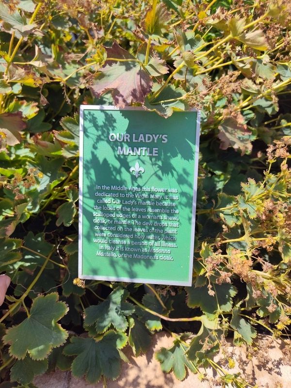 Our Lady's Mantle Marker. Click for full size. Our Lady's Mantle Marker image. Click for full size.