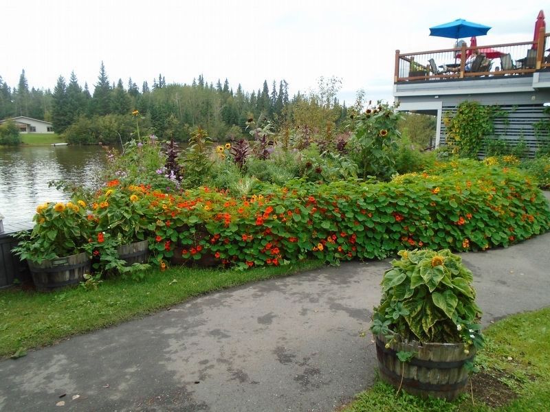 View of Chena River from near the Garden Marker. Click for full size. View of Chena River from near the Garden Marker image. Click for full size.