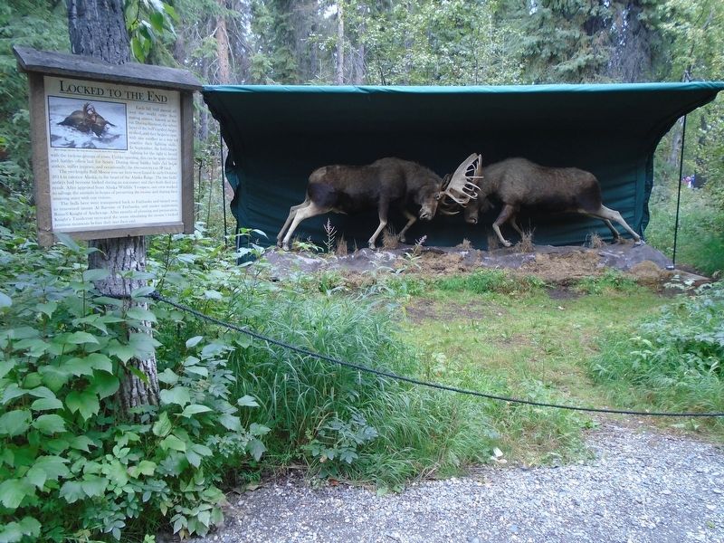 Locked to the End Marker and Moose image. Click for full size.